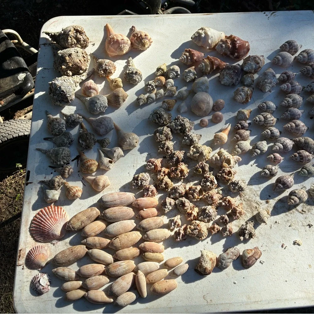 Surprise Shell Box - Picture 5 of 5